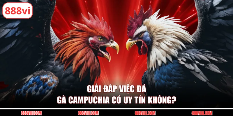 Giải đáp việc đá gà Campuchia có uy tín không?